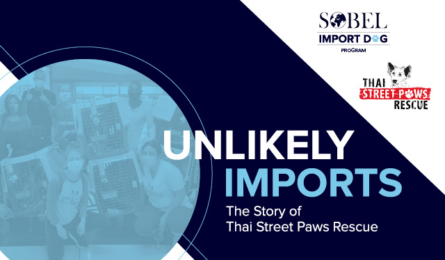 Blog image for Unlikely Imports: The Story of Thai Street Paws Rescue